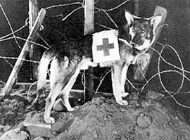 casualty_dog_3