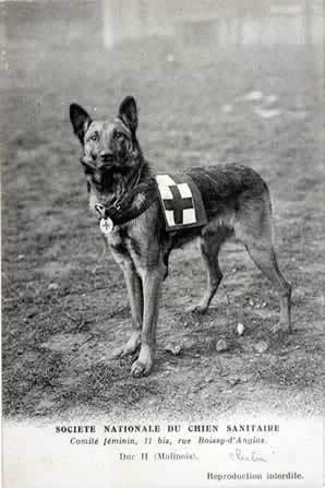casualty_dog_4