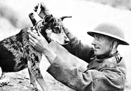 messenger_dog
