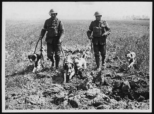 messenger_dog_2